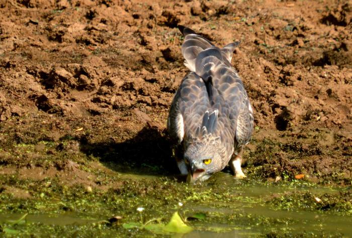 mahoora yala by eco team