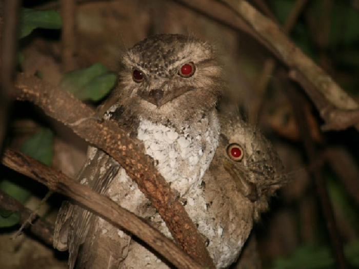 mahoora yala by eco team