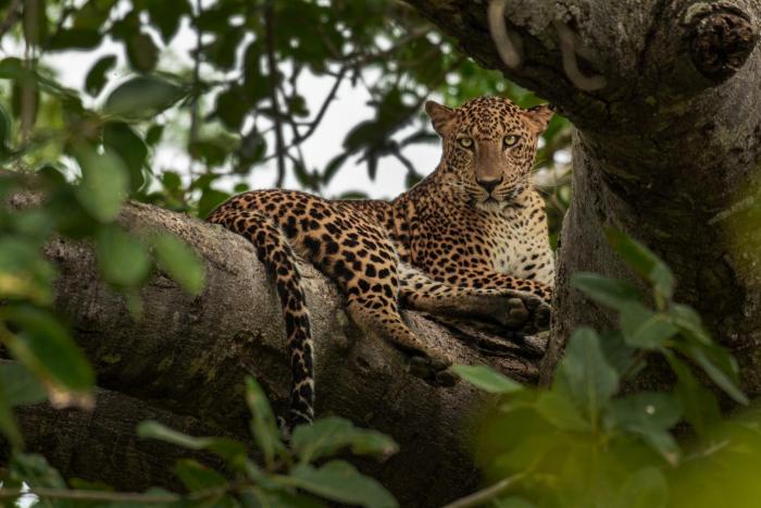 mahoora yala by eco team