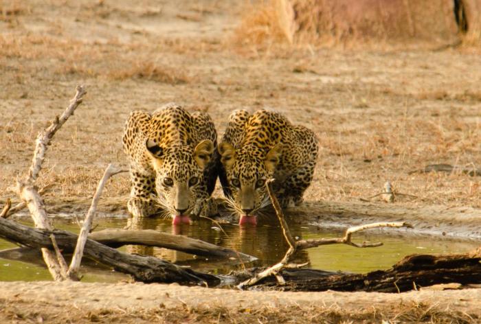 mahoora yala by eco team