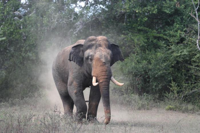 mahoora yala by eco team