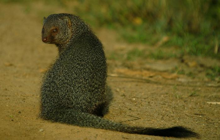 mahoora yala by eco team