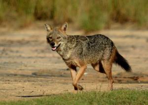 mahoora yala by eco team