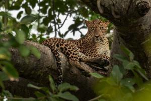 mahoora yala by eco team