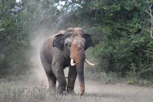 mahoora yala by eco team