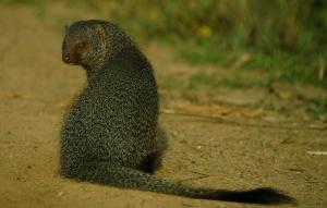 mahoora yala by eco team