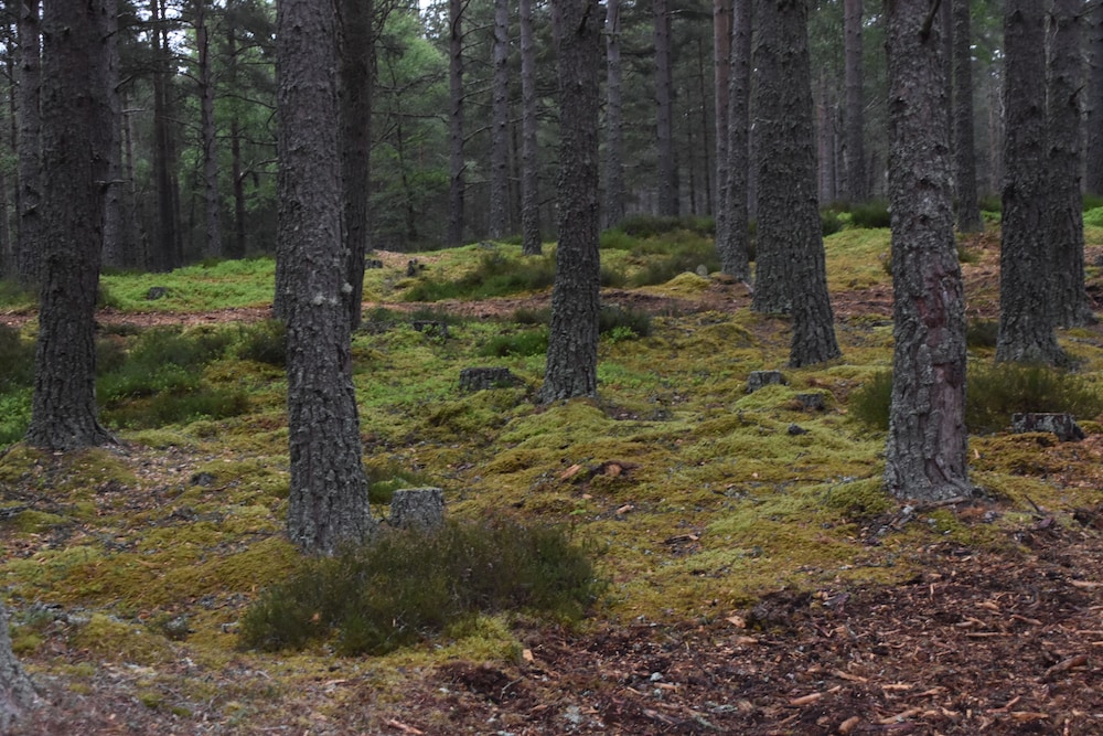 cairngorm bothies