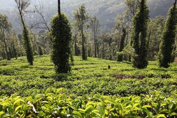 kandy