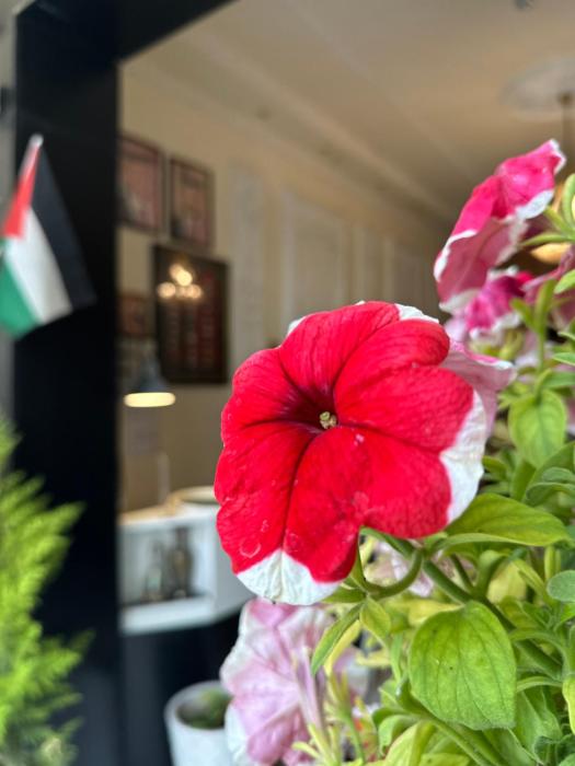 city citadel hotel amman