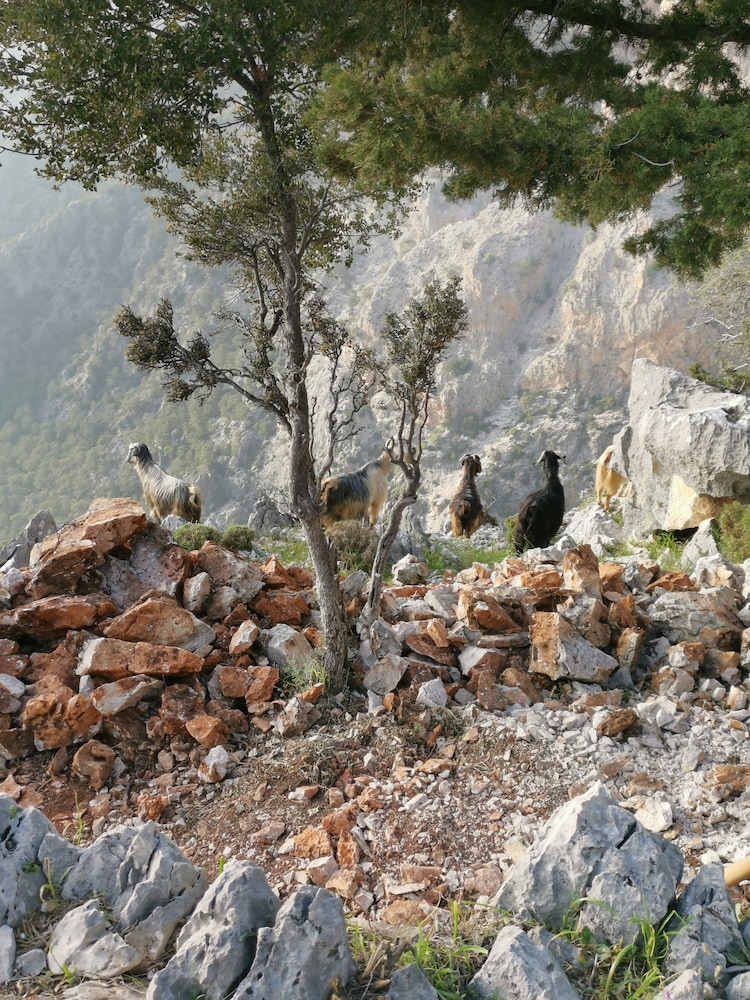 turkdomes glamping