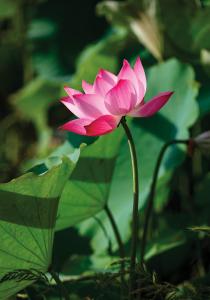 muong village ninh binh