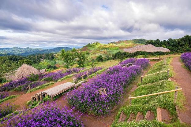 the doi moncham