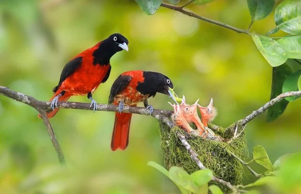 sinharaja park hotel