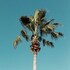 kissimmee