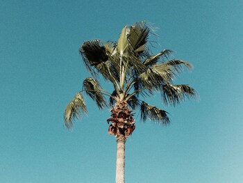 kissimmee