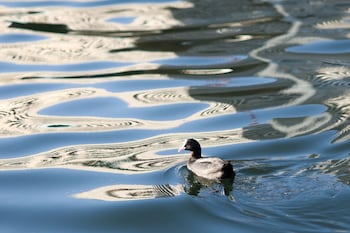 petals tokyo floating hotel