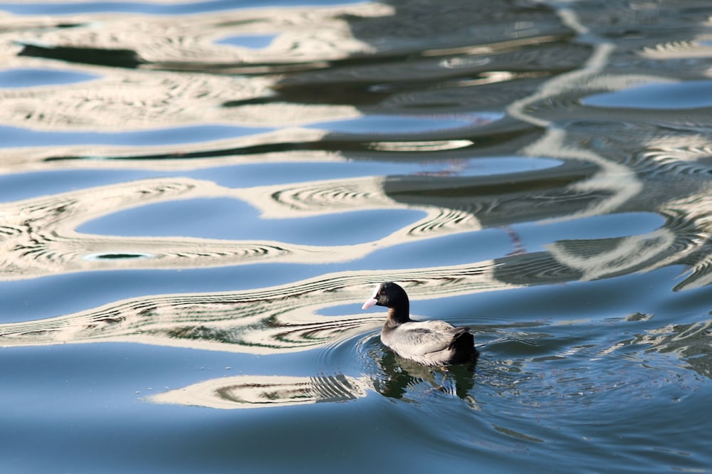 petals tokyo floating hotel