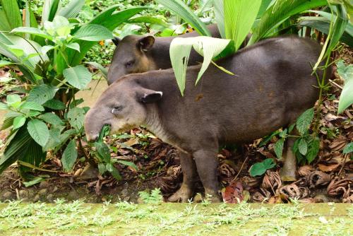 tapirus lodge