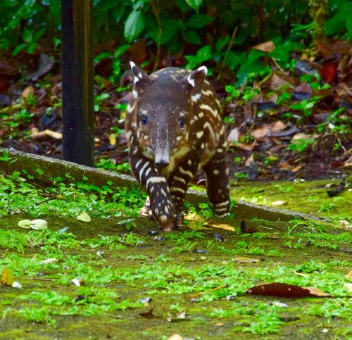 tapirus lodge