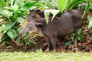 tapirus lodge