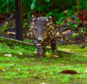 tapirus lodge