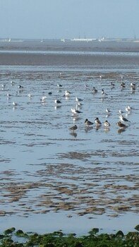 hotel inn design restaurant lescale