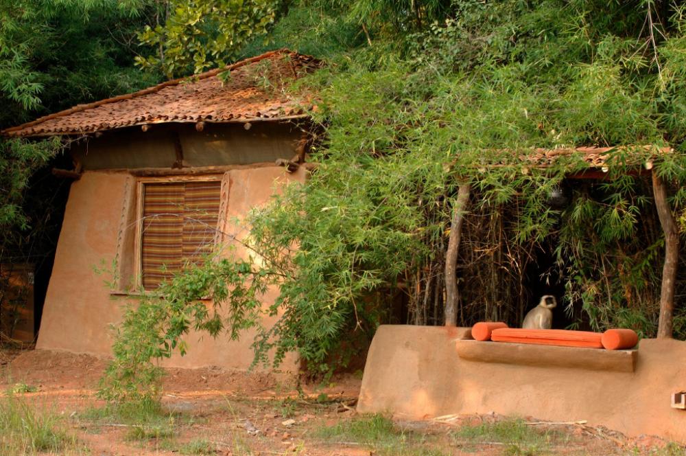 mahua kothi bandhavgarh national park