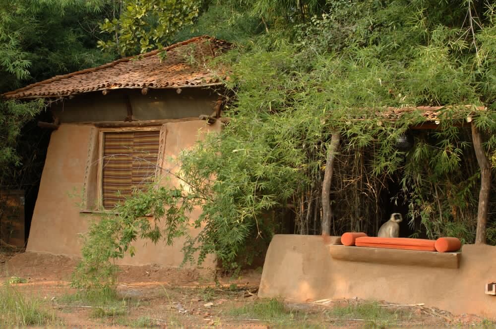 mahua kothi bandhavgarh national park