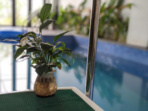 tam coc cocoon homestay