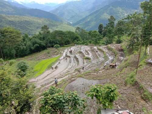 Manjushree Homestay,Kalimpong>>Darjeeling,0 star