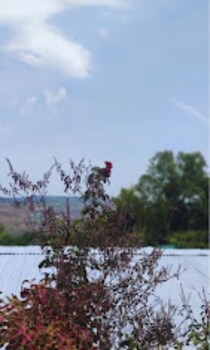 strawberry county