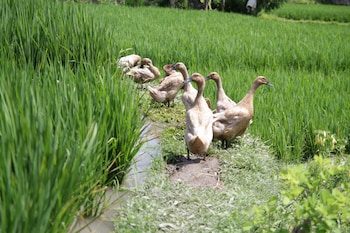 The Samara,Ubud>>Bali,4 star