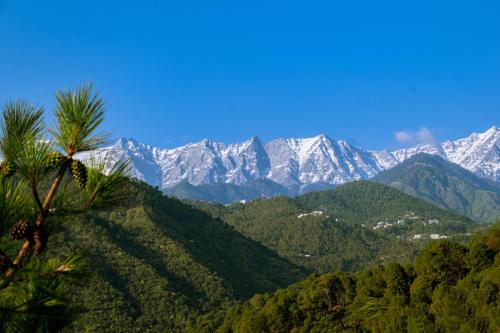 dhauladhar view village resort