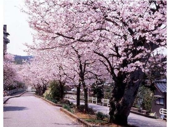 ooedo onsen monogatari yamashiro onsen yamashitaya