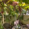 homestays ludhiana