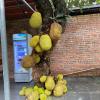nam nhung tam coc homestay