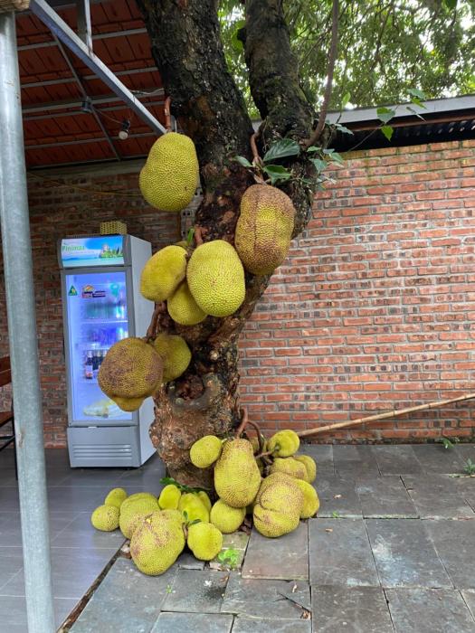 nam nhung tam coc homestay