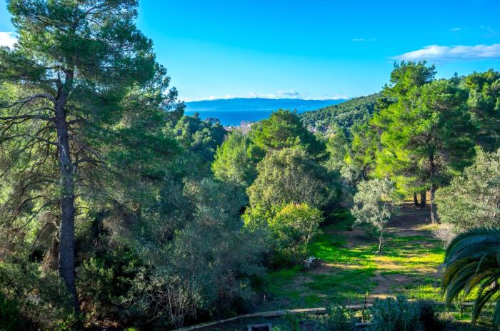 forest resort suites skiathos