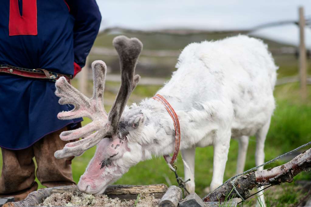 scandic nordkapp