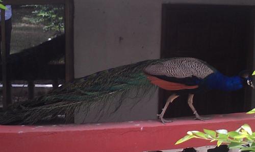 konkon wonderland resort