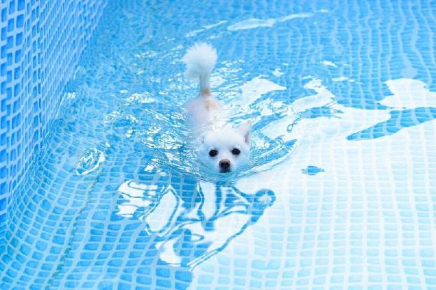 gapyeong thank you dog pension