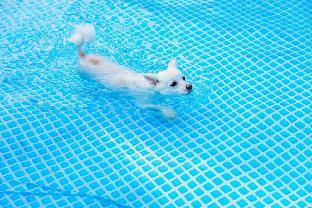 gapyeong thank you dog pension