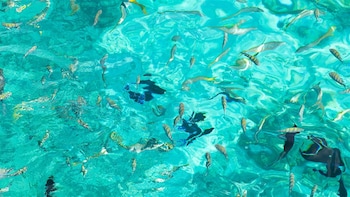 the marlin at taino beach resort and clubs