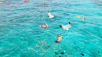 the marlin at taino beach resort and clubs
