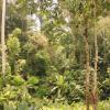 finca ardilla jungle lodge