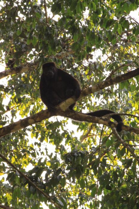 finca ardilla jungle lodge