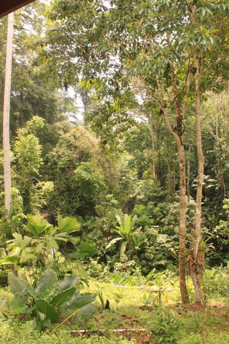 finca ardilla jungle lodge