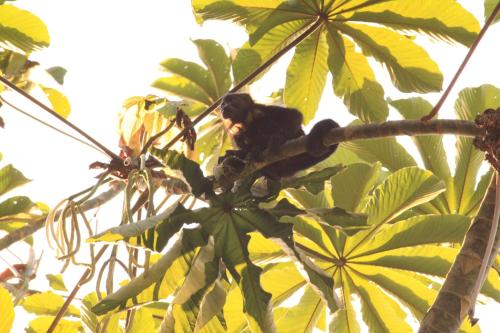 finca ardilla jungle lodge
