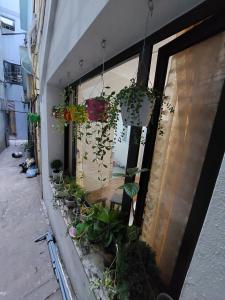 alley homestay