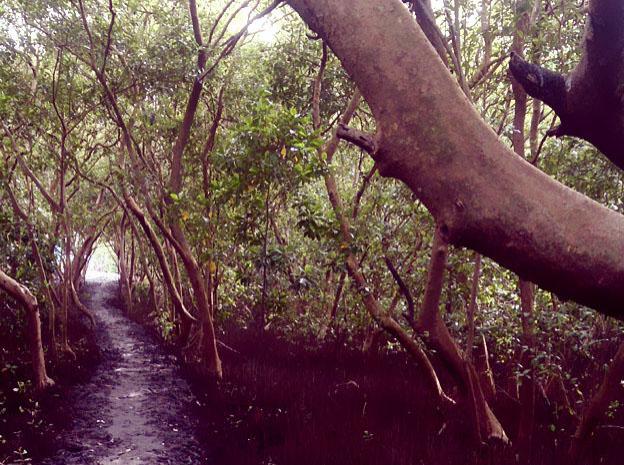 guruge kings island resort